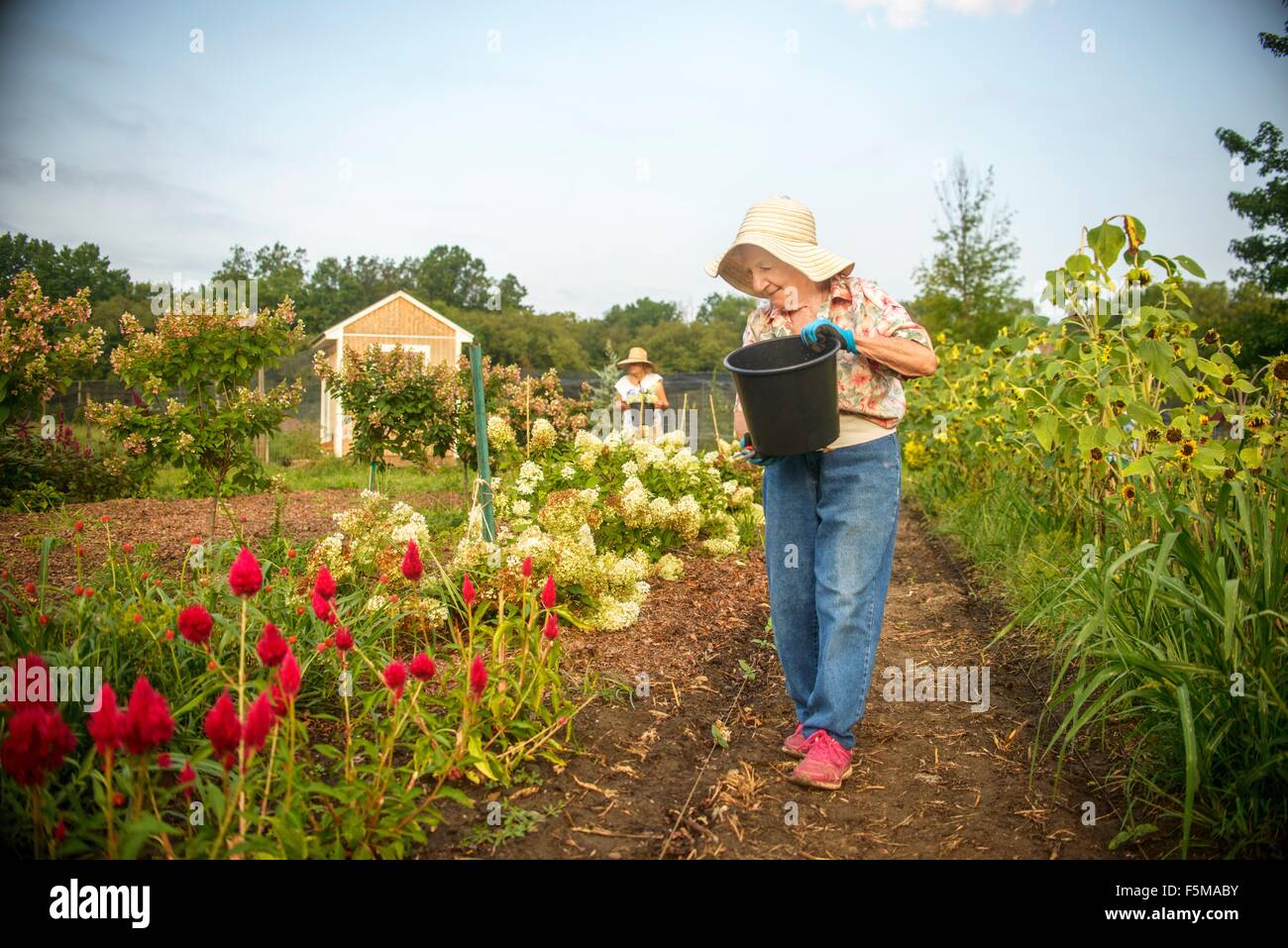 Ältere Frau mit Eimer auf Bauernhof Blumen gießen Stockfoto