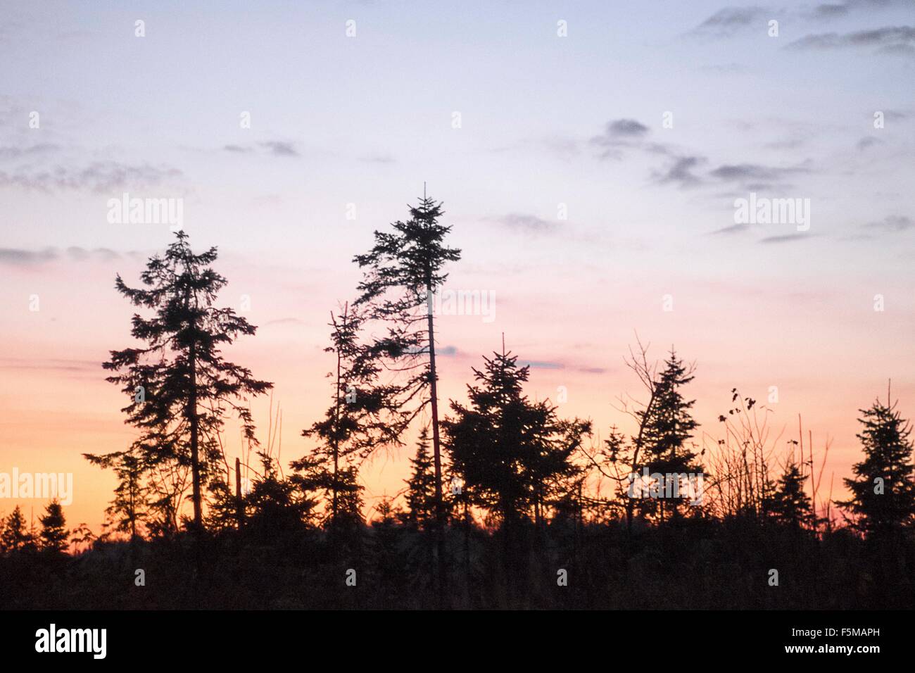 Wald bei Sonnenuntergang, Ural, Russland Stockfoto