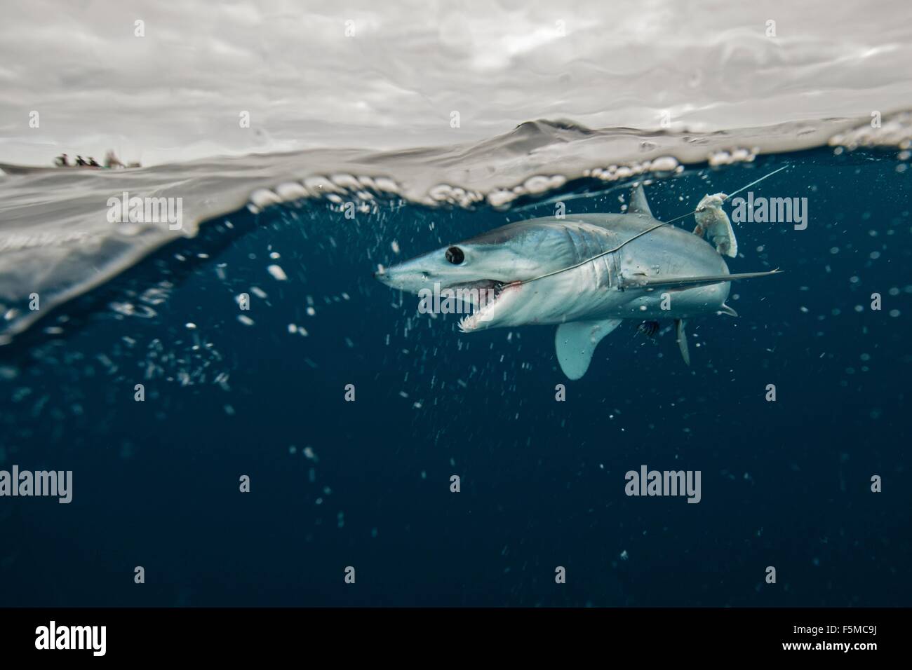 Unterwasser-Blick des jungen Mako Shark kämpfen mit Angelschnur, Pazifik, Baja California, Mexiko Stockfoto