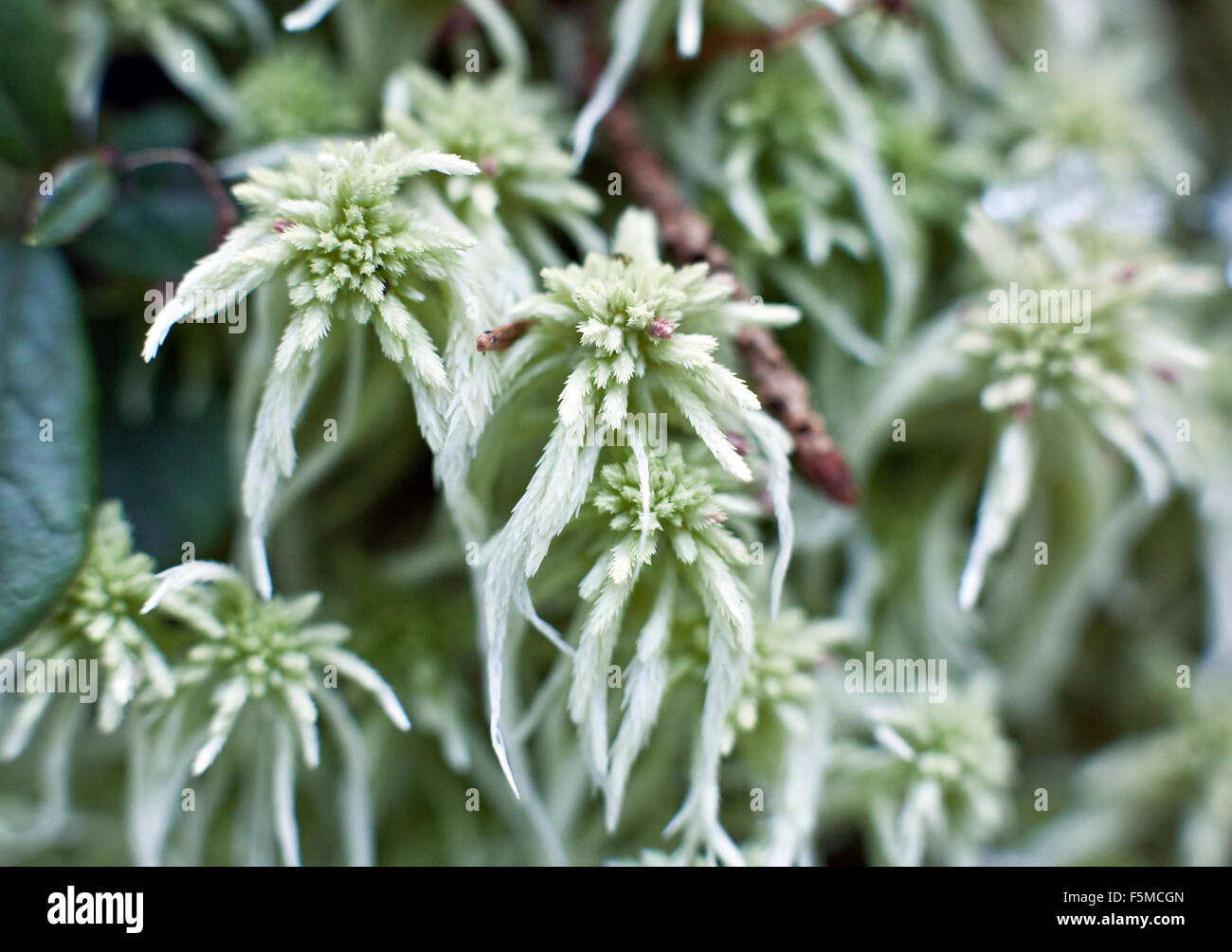 Sphagnum Squarrosum, umgangsprachlich Crome Sphagnum, stacheligen Moor-Moos oder Verbreitung-leaved Moor Moos Stockfoto