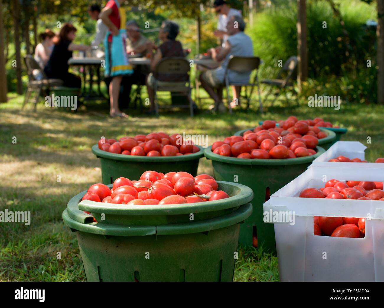 Familie, die Ernte von Tomaten in Behälter Stockfoto