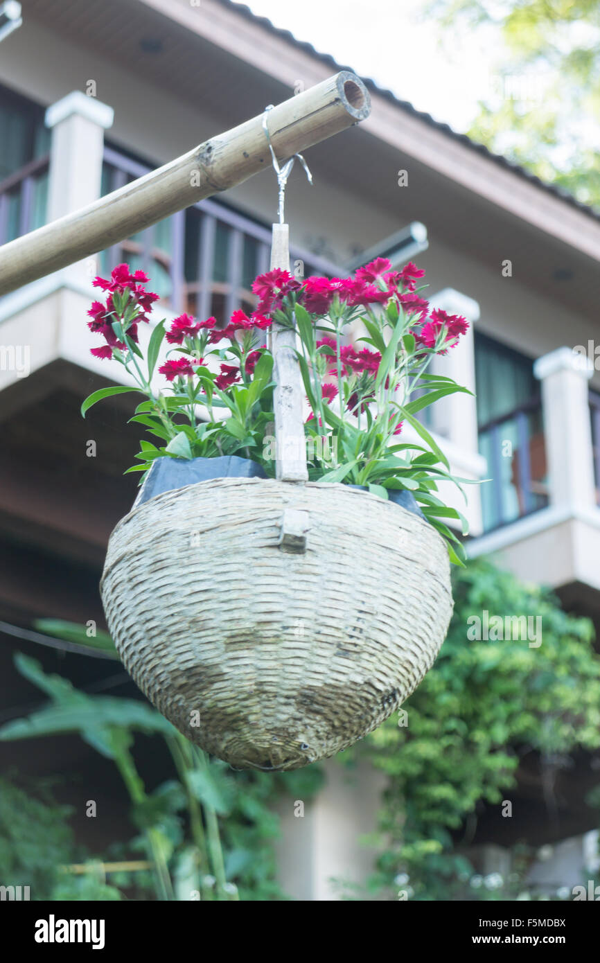 Kastanienbraun Blume Blüte hängen an den Korb, Fotoarchiv Stockfoto