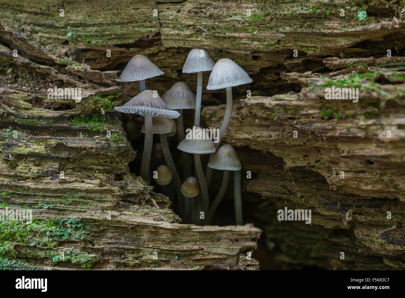 Mycena Erubescnes (Mycena Erubescens) auf Totholz, ungenießbar, Naturschutzgebiet Mönchbruch, Rüsselsheim am Main, Hessen, Deutschland Stockfoto