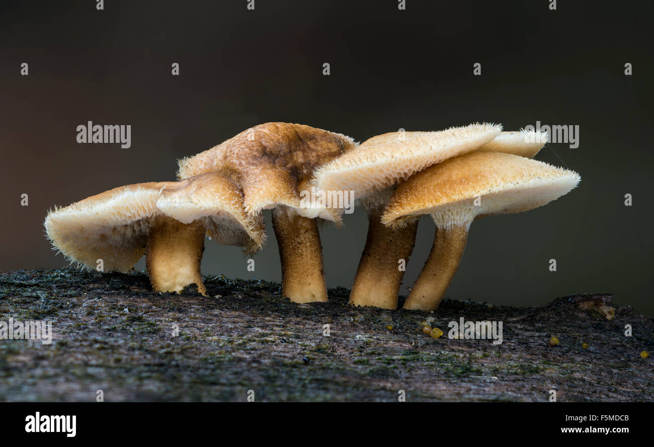 Winter Polypore (Polyporus Brumalis) auf Totholz, ungenießbar, Frankfurt Süd, Raunheim, Hessen, Deutschland Stockfoto