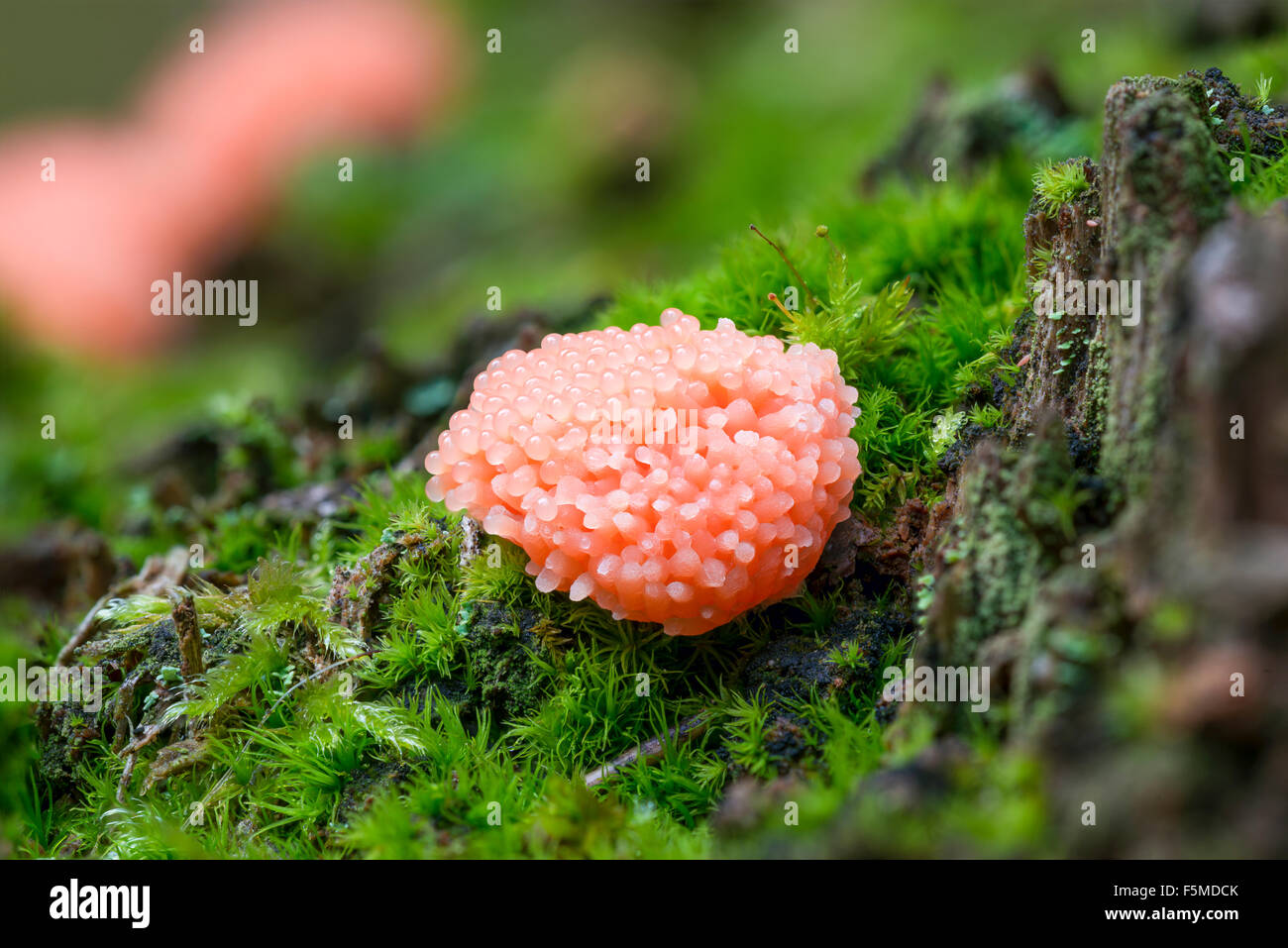 Rote Himbeere Slime Mold (Tubifera Ferruginosa) Naturschutzgebiet Mönchbruch, Rüsselsheim, Hessen, Deutschland Stockfoto