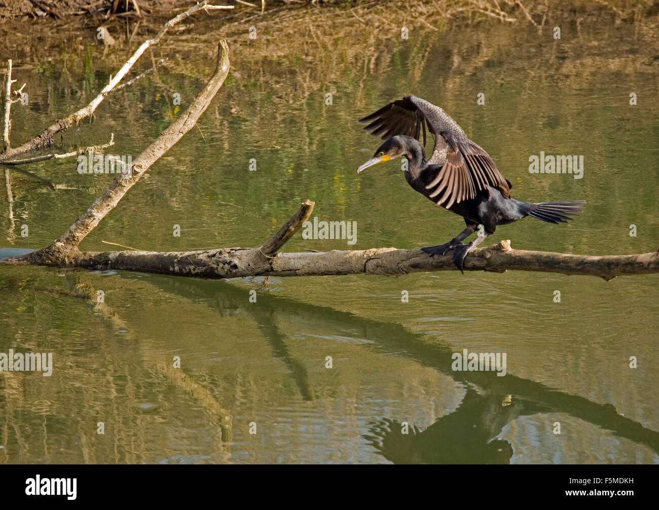 Kormorane Phalacrocoracidae balancieren auf Zweig Stockfoto