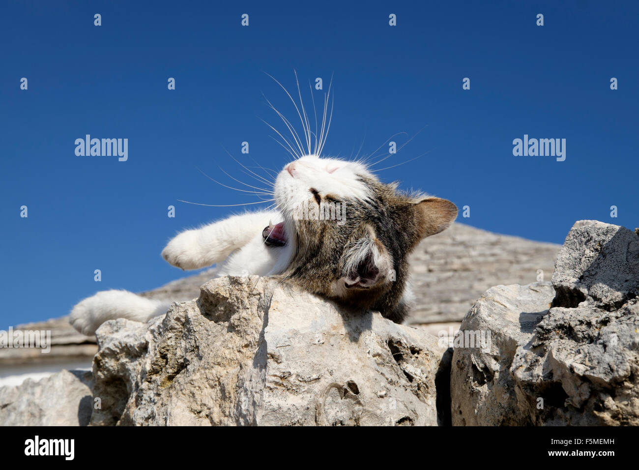 Tabby Katze liegend auf einer Steinmauer mit seinen geschlossenen Augen und Gähnen Stockfoto