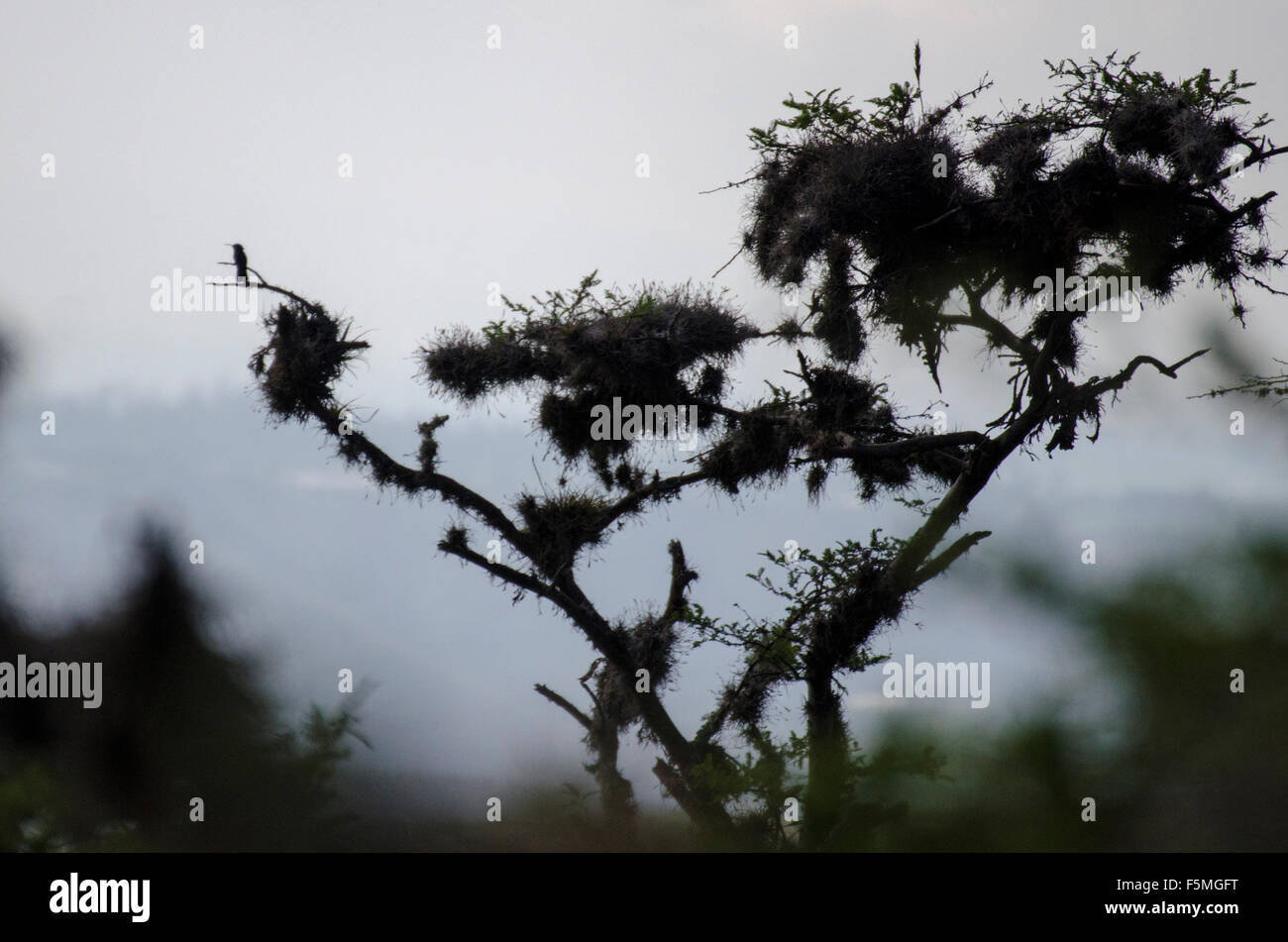 Silhouette eines Kolibris in Bromelien gefüllt Baum, Parque Jerusalem, Ecuador Stockfoto