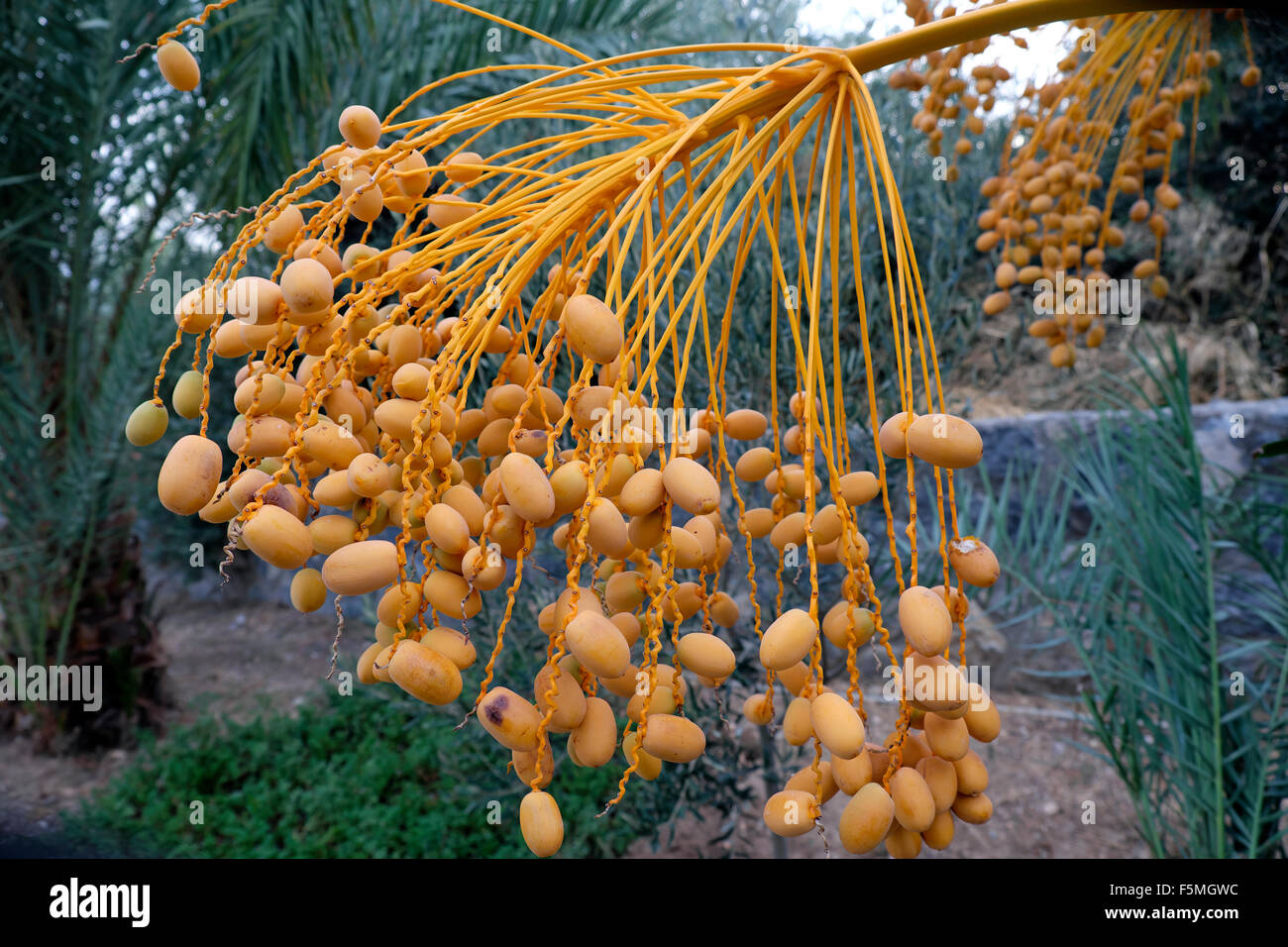 Frische reife gelb Termine wachsen in Büscheln auf eine Nahaufnahme eines Datums Baum im September in Bellapais, Kyrenia, Nordzypern KATHY DEWITT Stockfoto