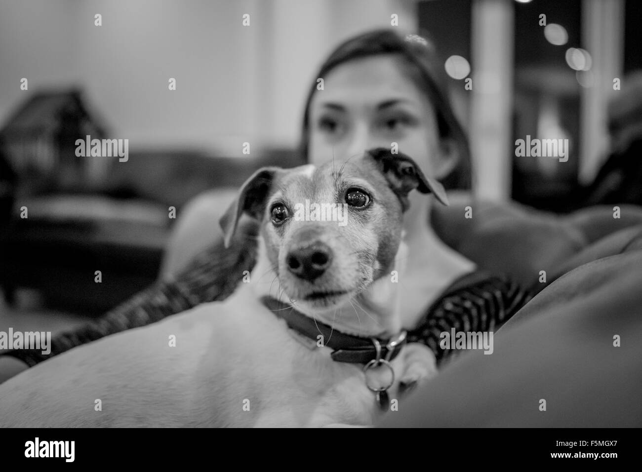 Jack Russell Hund auf eine junge Frau Schoß Stockfoto
