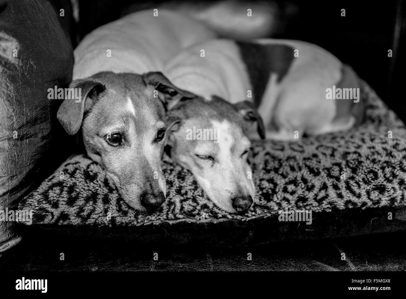 Zwei Jack Russell Hunde auf einem Kissen liegend Stockfoto