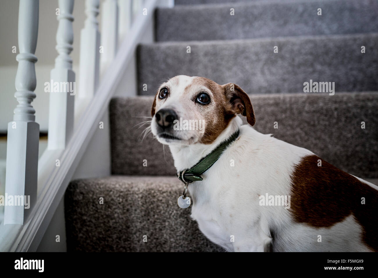 Jack Russell Terrier Hund sitzt am unteren Ende der Treppe Stockfoto