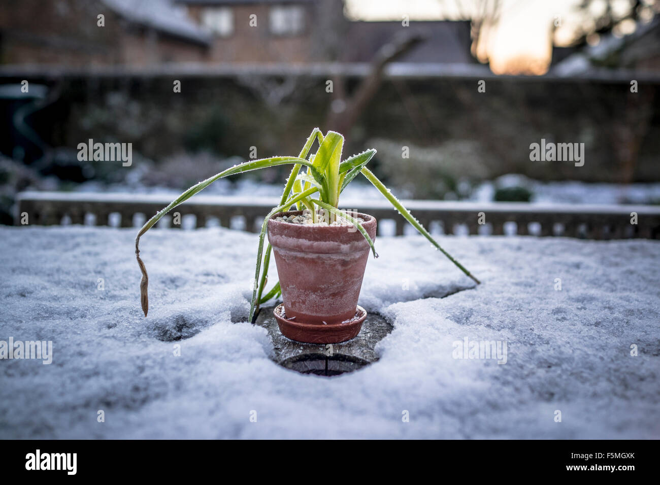 Eingemachte Birne verbracht auf einem verschneiten Gartentisch Stockfoto