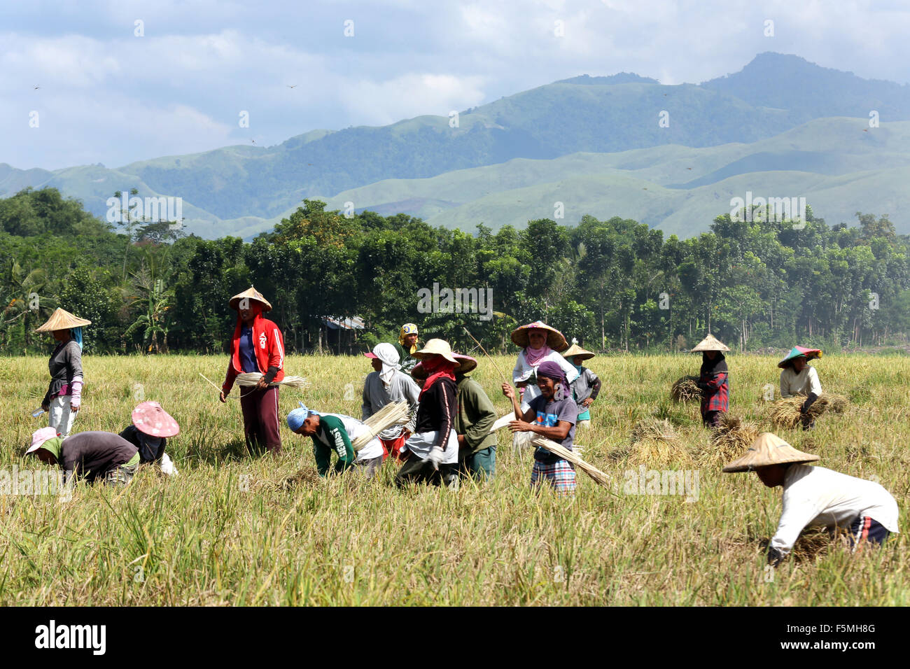 Außendienstmitarbeiter, die Ernte Reis, in der Nähe von Columbia, Mindanao Insel, Philippinen, Asien Stockfoto