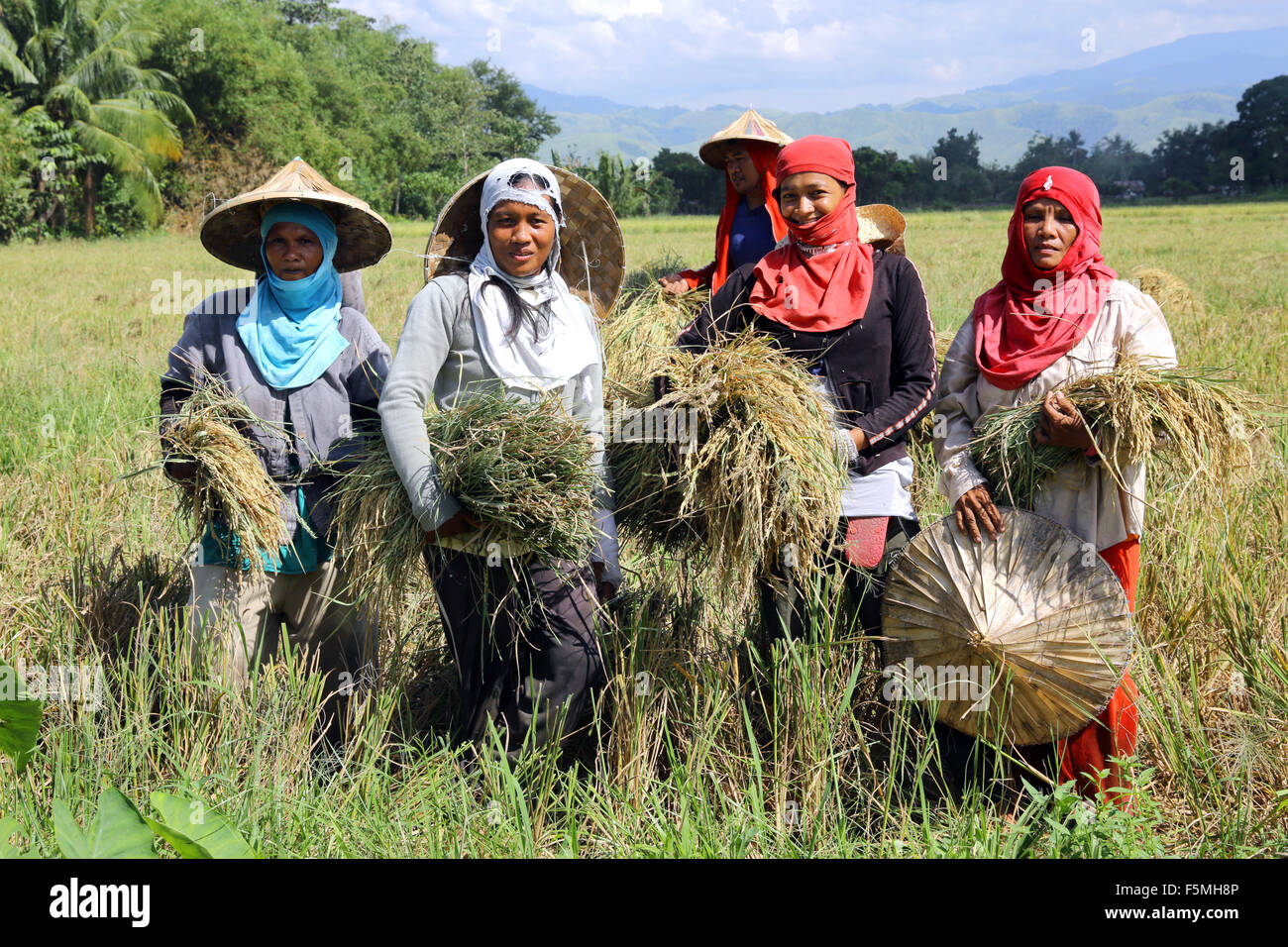 Außendienstmitarbeiter, die Ernte Reis, in der Nähe von Columbia, Mindanao Insel, Philippinen, Asien Stockfoto