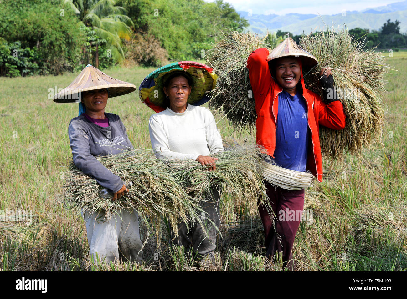 Außendienstmitarbeiter, die Ernte Reis, in der Nähe von Columbia, Mindanao Insel, Philippinen, Asien Stockfoto