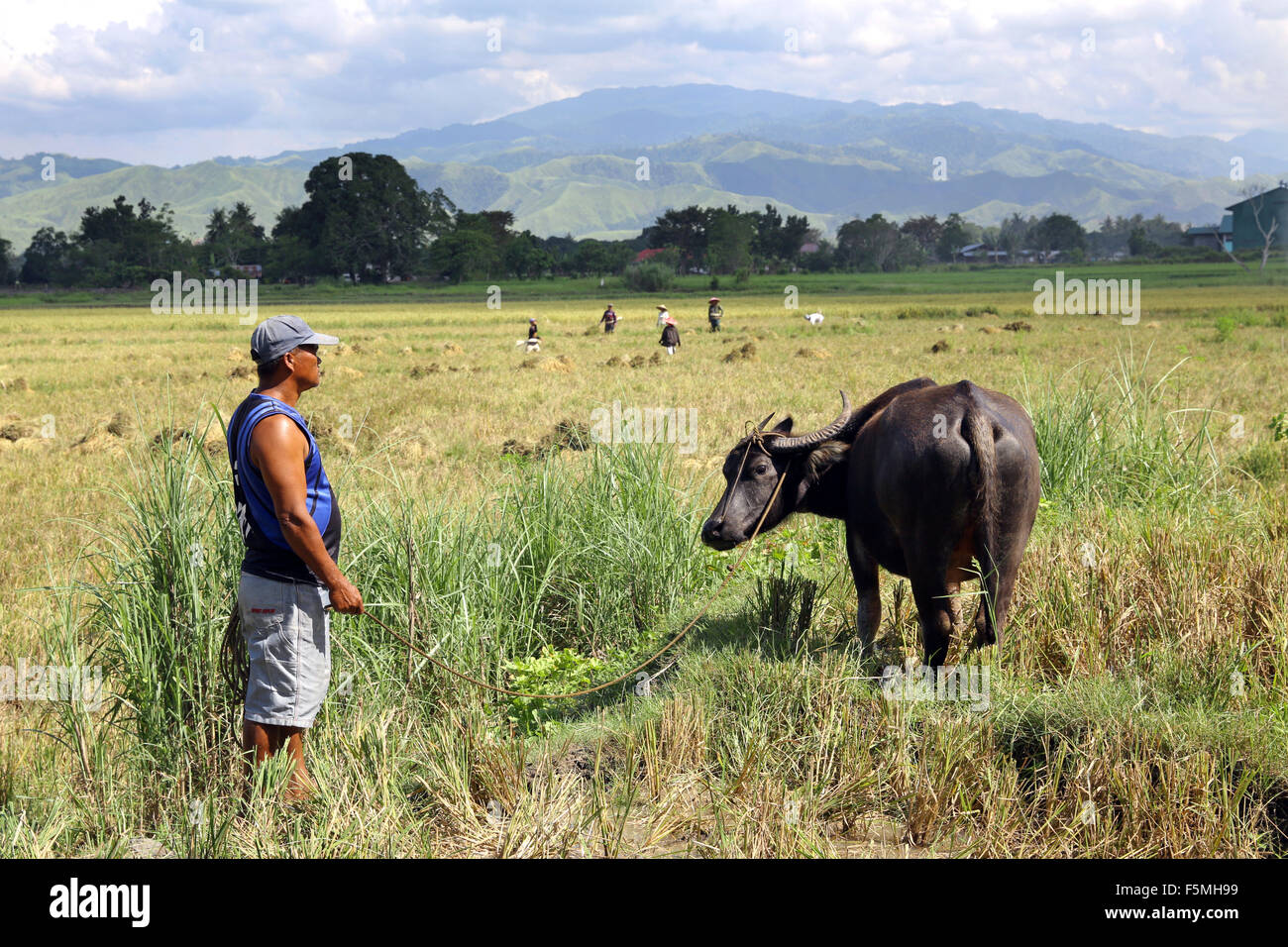 Landwirt mit einem Wasserbüffel-Feld in einem Reisfeld während Arbeiter ernten von Reis, in der Nähe von Columbia, Mindanao Insel, Philippinen, Asien Stockfoto