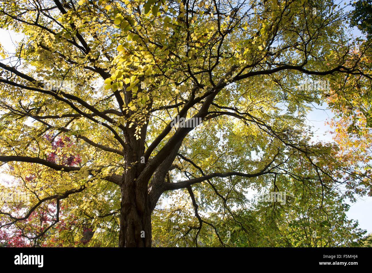 Cercidiphyllum Japonicum, Katsura-Baum im Herbst bei RHS Wisley Gardens, Surrey, England Stockfoto