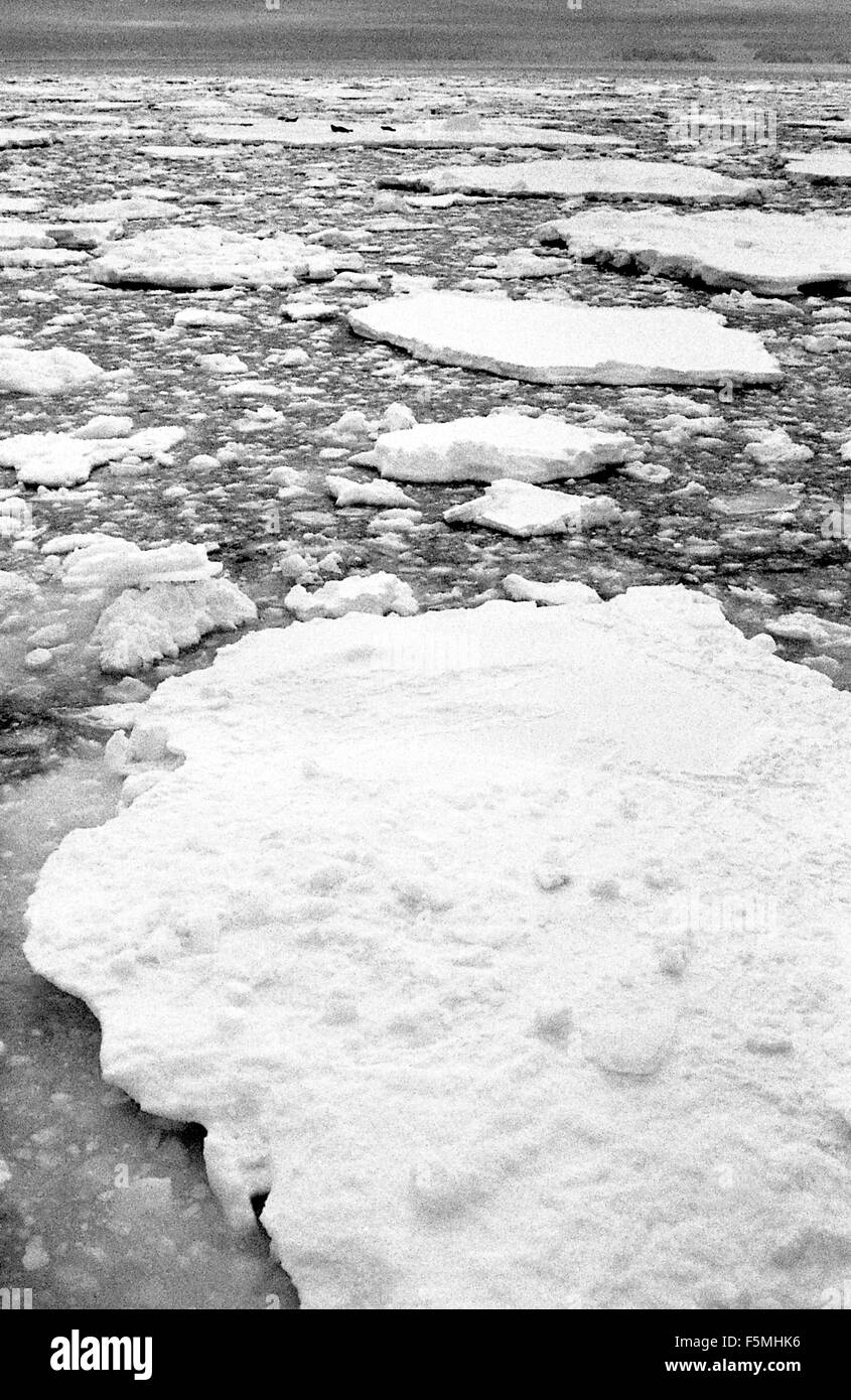 Eis der Antarktis Strömung mit 3 Dichtungen Stockfoto