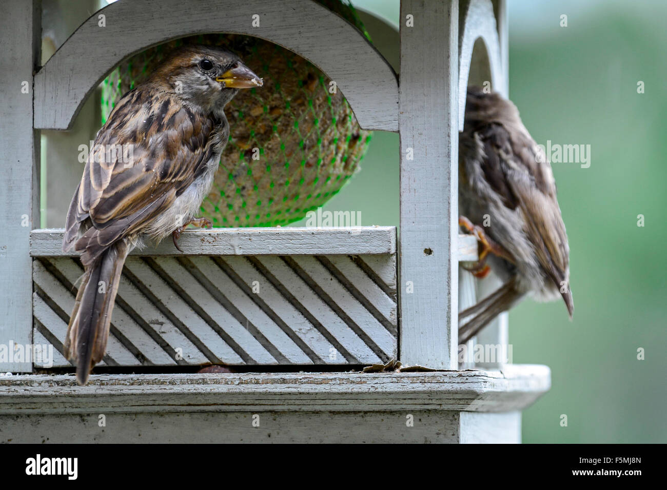 Haussperlinge (Passer Domesticus) auf Garten Vogelhäuschen Verzehr von Fett ball Stockfoto