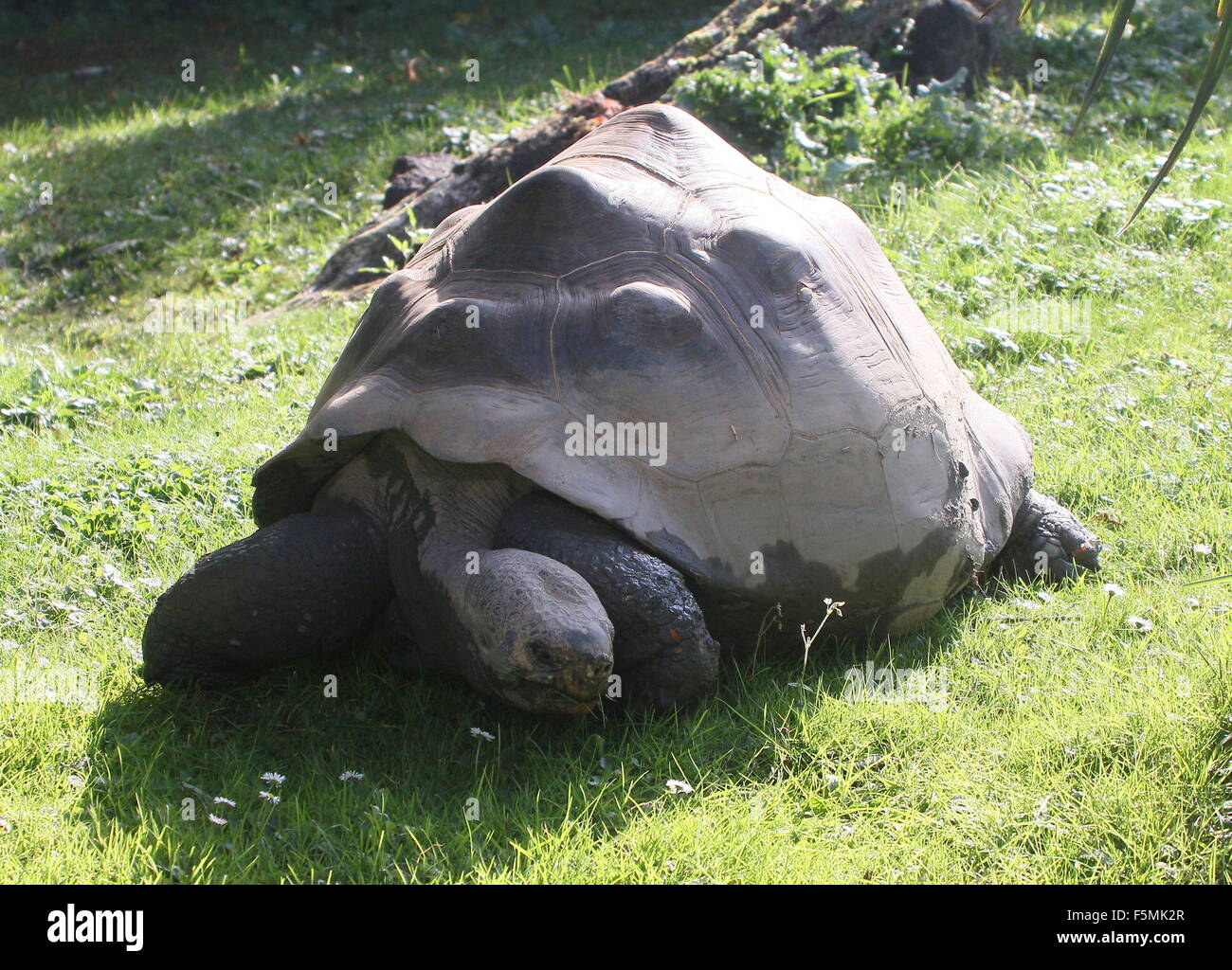 galapagos-gigantische-schildkr-te-fotos-und-bildmaterial-in-hoher