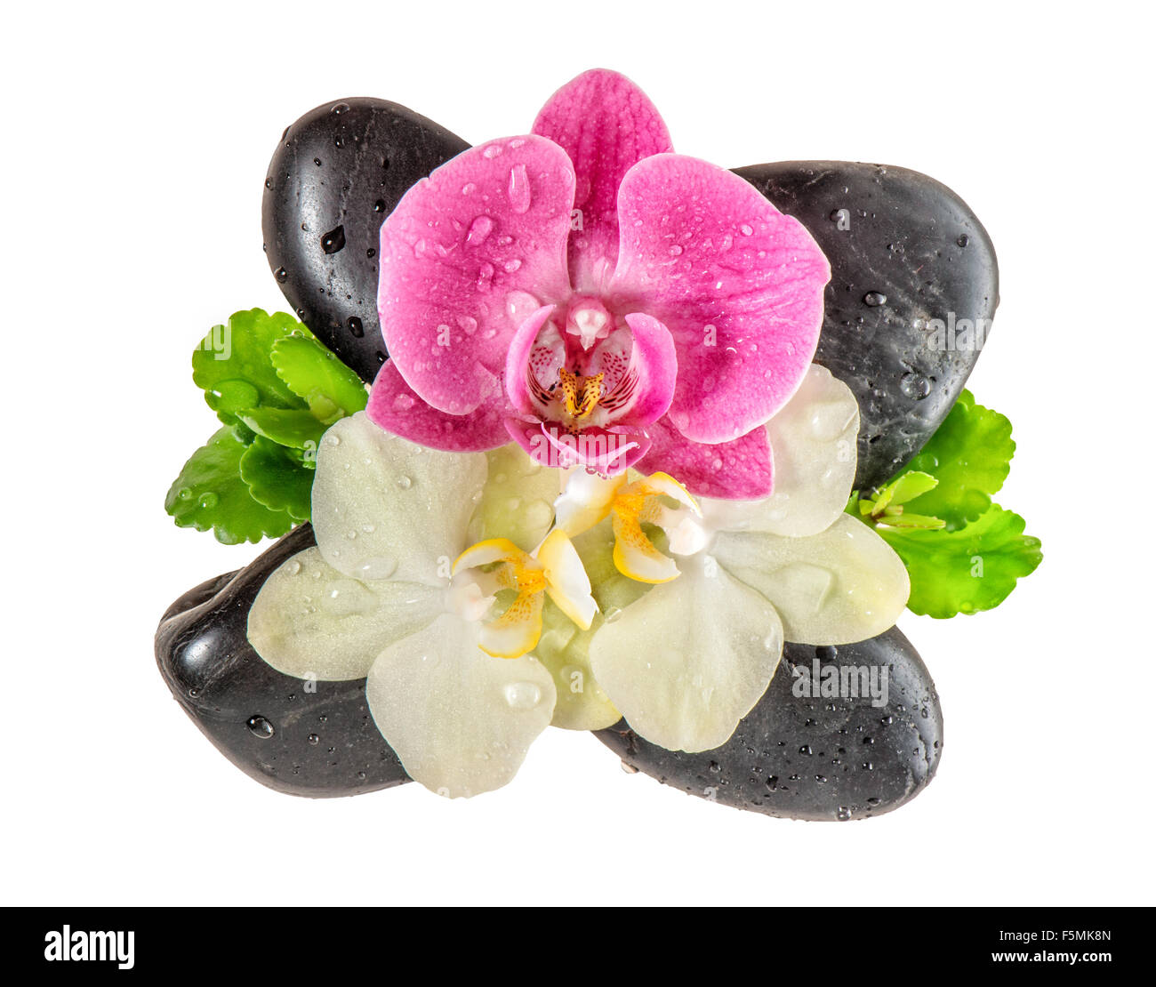 Orchidee Blume mit Wassertropfen und schwarzen Steinen isoliert auf weißem Hintergrund. Frische Blüten Stockfoto