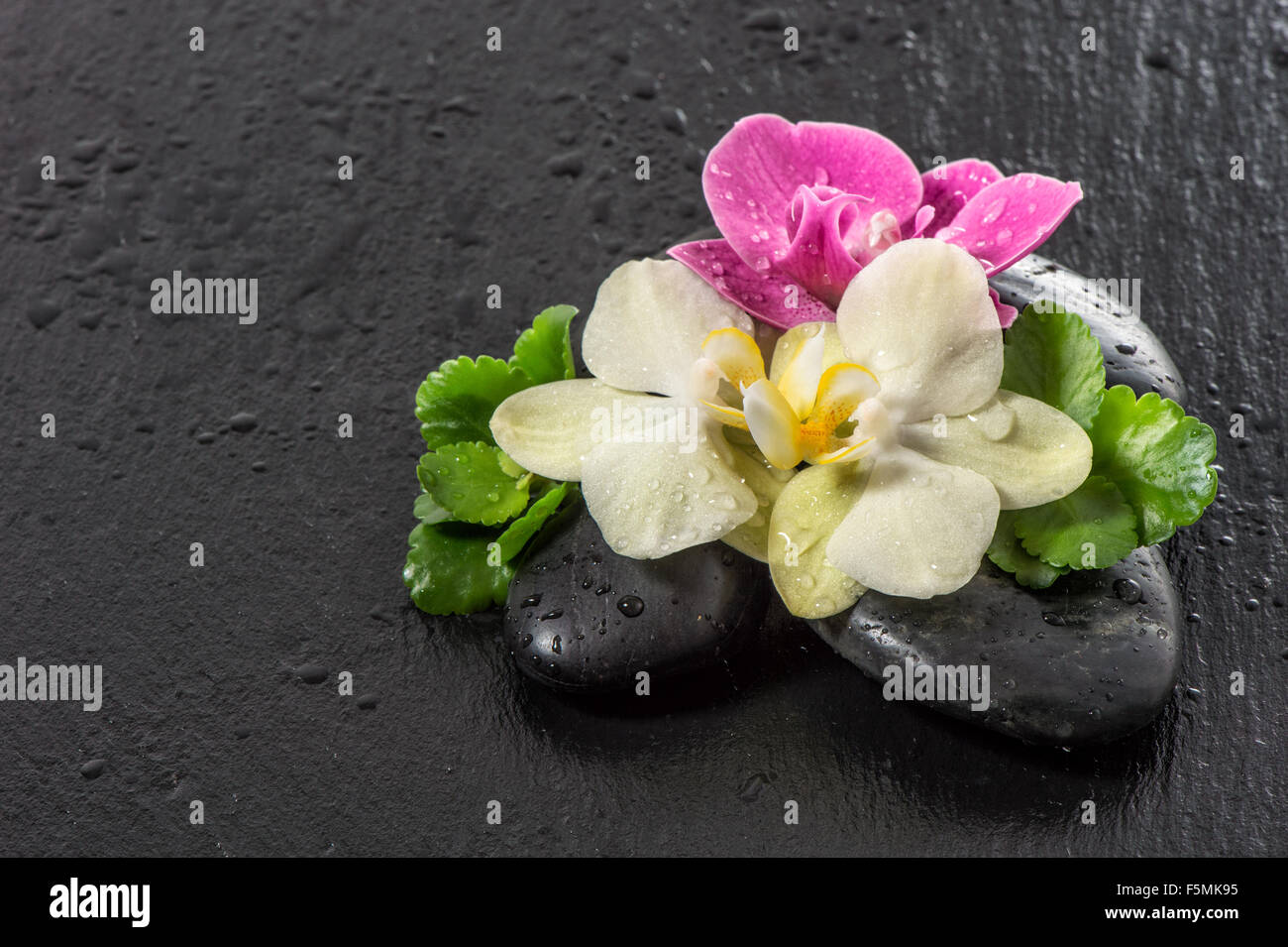 Rosa und gelbe Orchidee blüht mit Wasser fällt auf dunklem Hintergrund Stockfoto