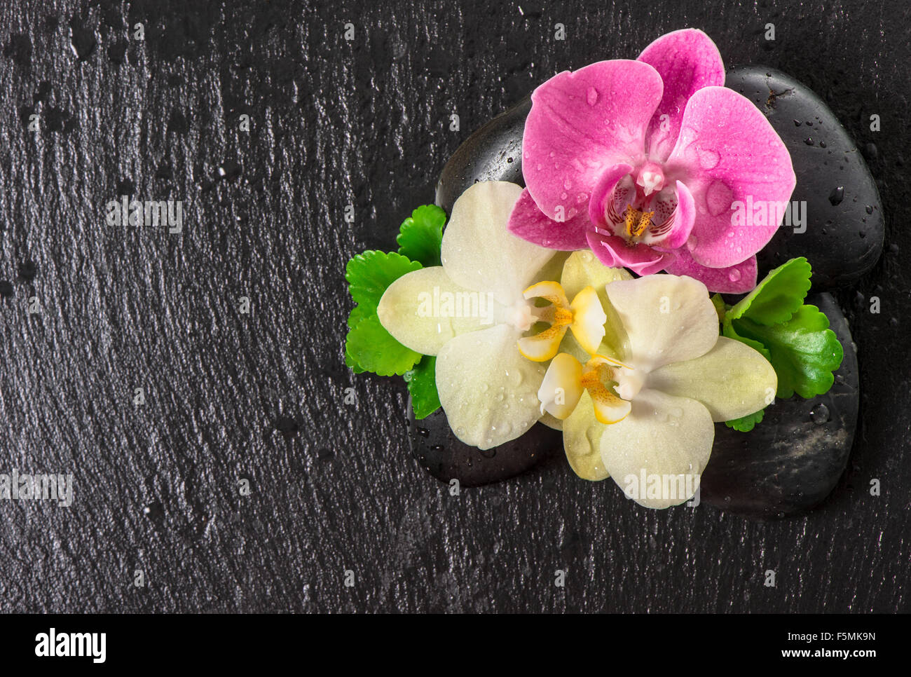 Orchidee blüht und grüne Blätter mit Wassertropfen auf schwarzem Hintergrund. Spa-Konzept Stockfoto