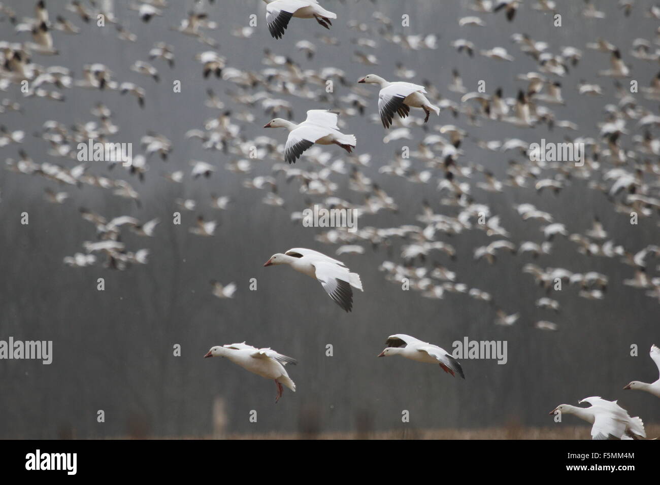Schneegänse absteigend auf den Boden. Stockfoto