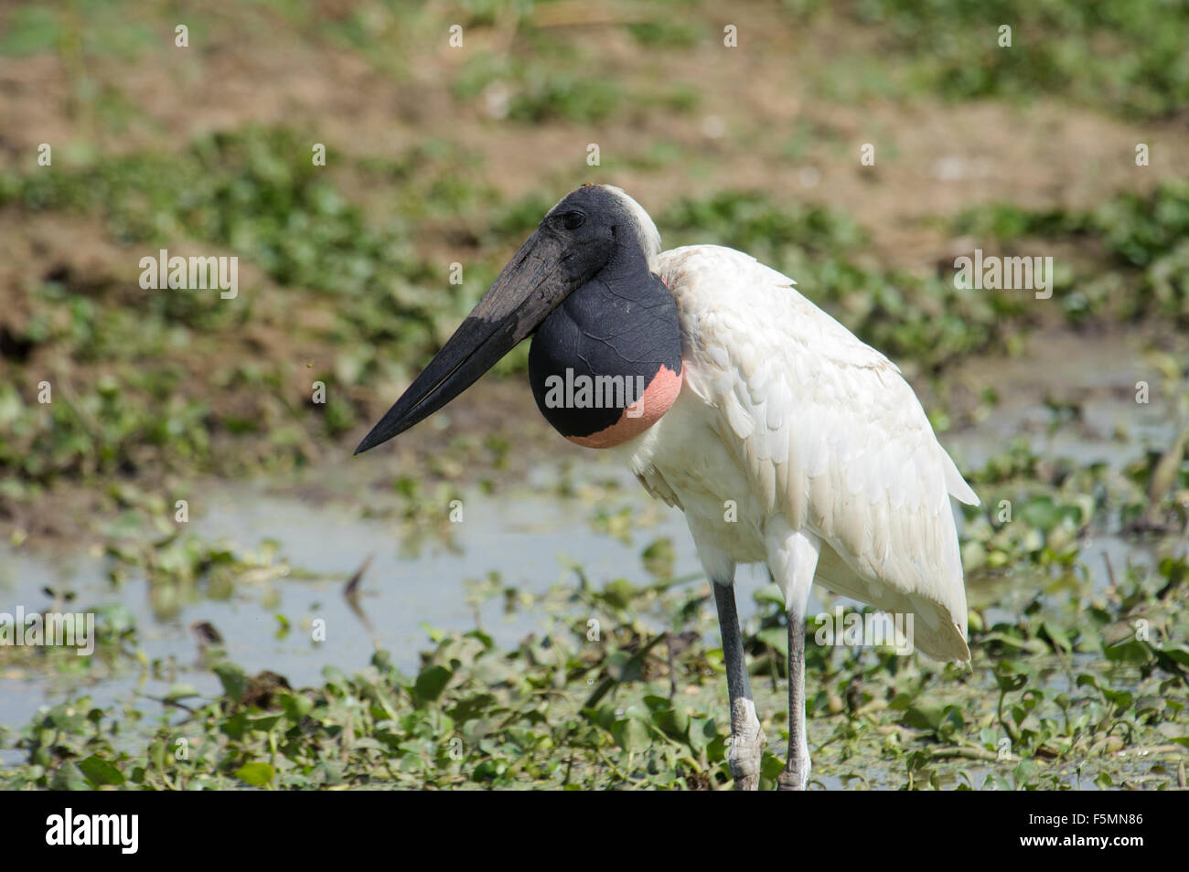 Jabiru-Storch (Jabiru Mycteria), Arraras Lodge, Pantanal Mato Grosso, Brasilien Stockfoto