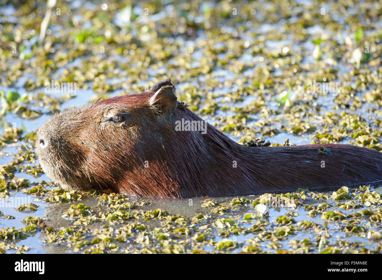Wasserschwein (Hydrochoerus Hydrochaeris) Schwimmen im See, das Pantanal Mato Grosso, Brasilien Stockfoto