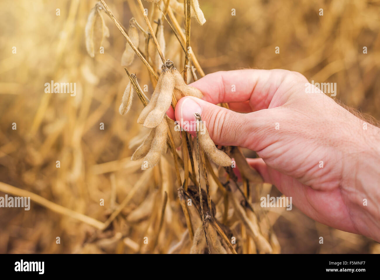 Landwirt Hand in Ernte bereit Sojabohnen angebaut Agrarbereich, Bio-Soja-Plantage Stockfoto