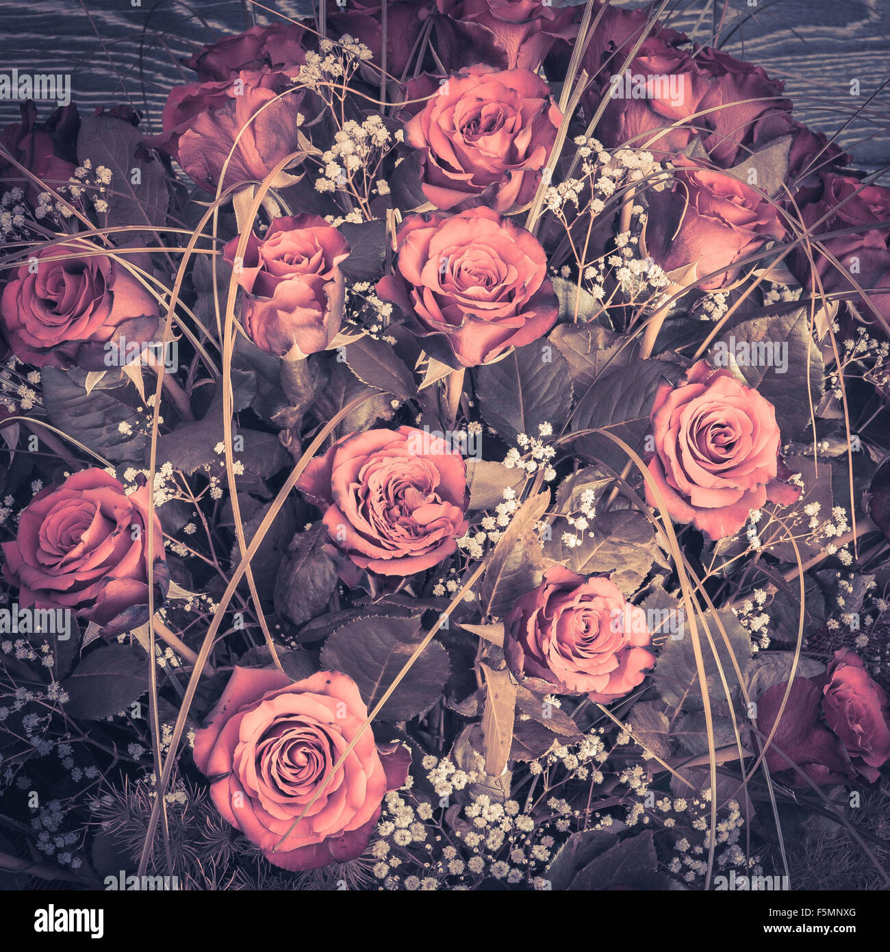 Nahaufnahme von schön frisch geschnittene rote Rosen bouquet Stockfoto