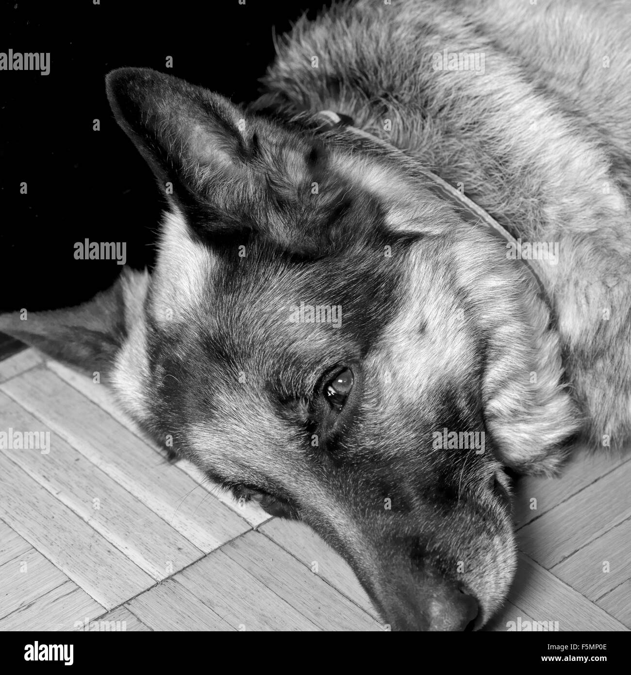 Halb schlafend Schäferhund Stockfoto