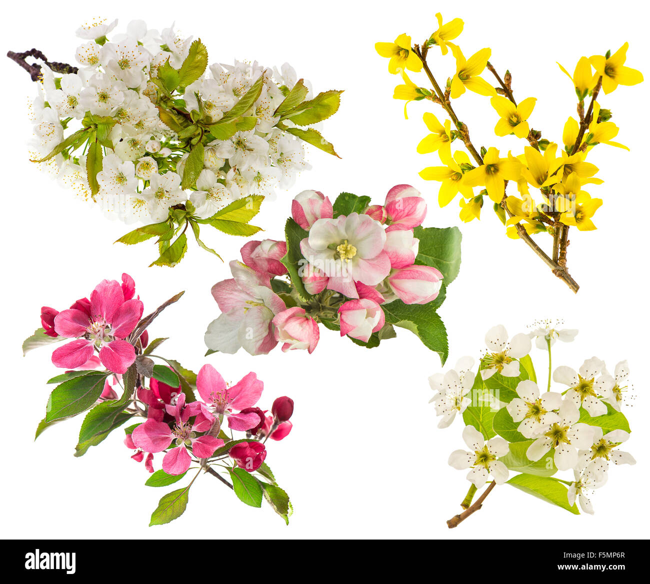 Frühling Blumen isoliert auf weißem Hintergrund. Blüten von Apfel und Birne Baum, Kirsche-Zweig Stockfoto