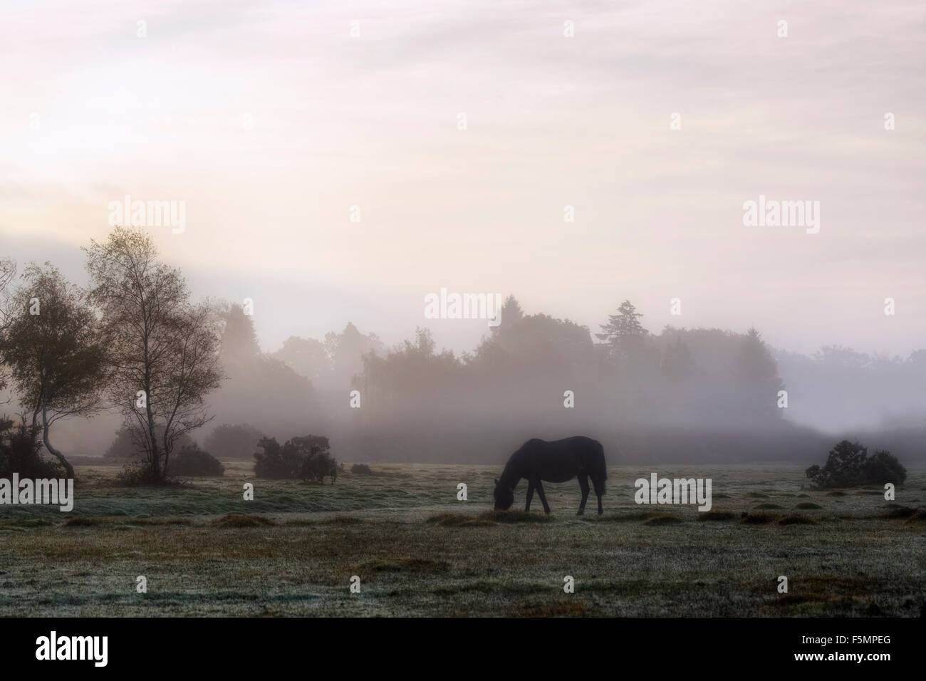 New Forest Sonnenaufgang, Brockenhurst, Hampshire, England, Vereinigtes Königreich Stockfoto