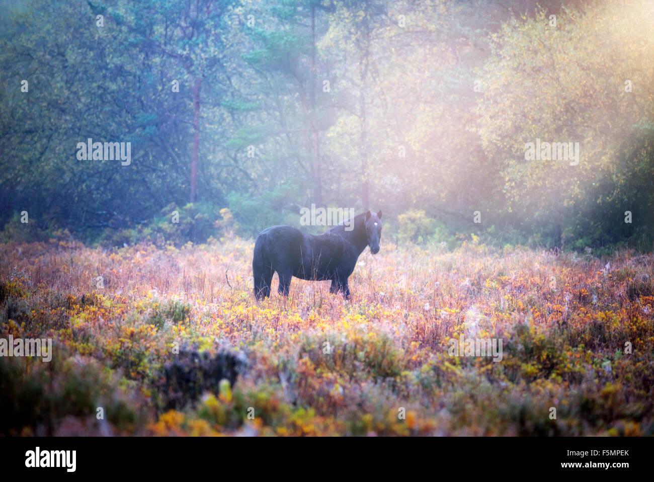New Forest Sonnenaufgang, Brockenhurst, Hampshire, England, Vereinigtes Königreich Stockfoto