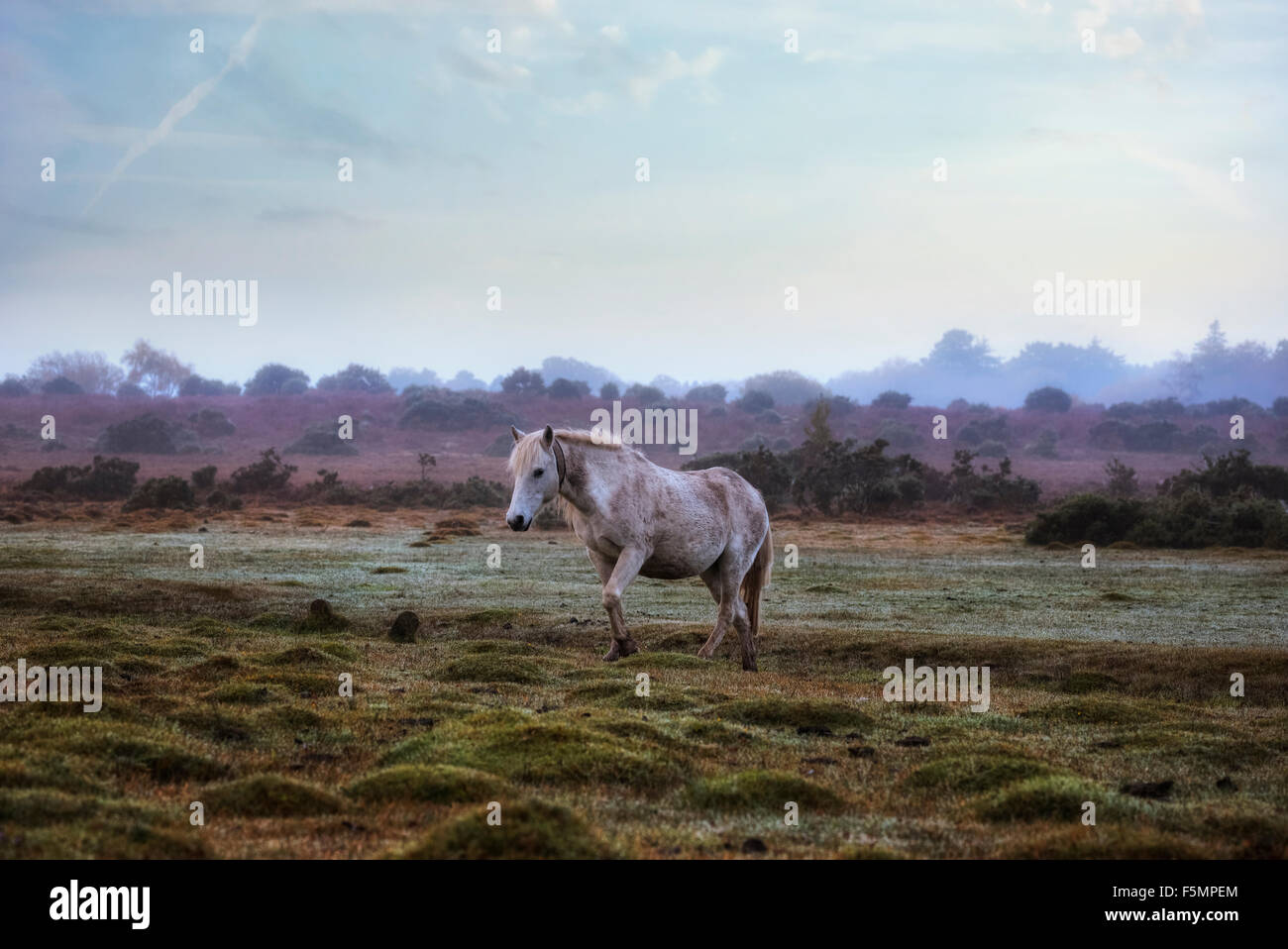 New Forest Sonnenaufgang, Brockenhurst, Hampshire, England, Vereinigtes Königreich Stockfoto
