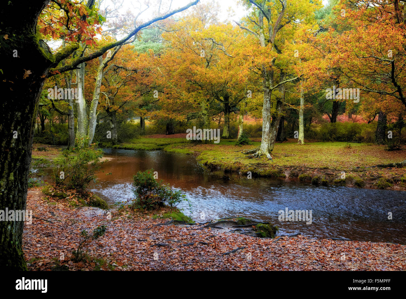 New Forest, Brockenhurst, Hampshire, England, Vereinigtes Königreich Stockfoto