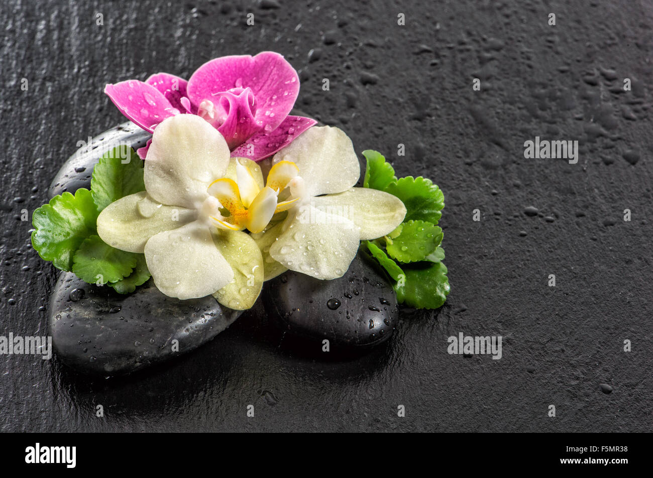 Frische Orchideen Blüten mit Wassertropfen und schwarzen Steinen auf schwarzem Hintergrund Stockfoto