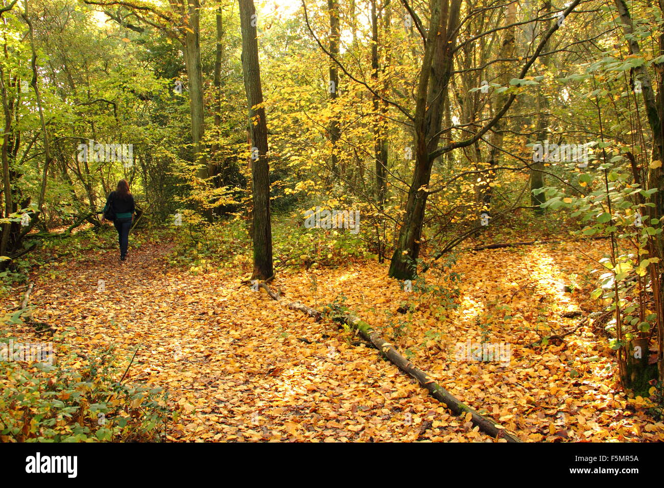 Eine Frau geht über einen Pfad durch den Wald in Stanmore Country Park, in der Nähe von Wood Lane, Stanmore, London, England UK GB - Oktober Stockfoto
