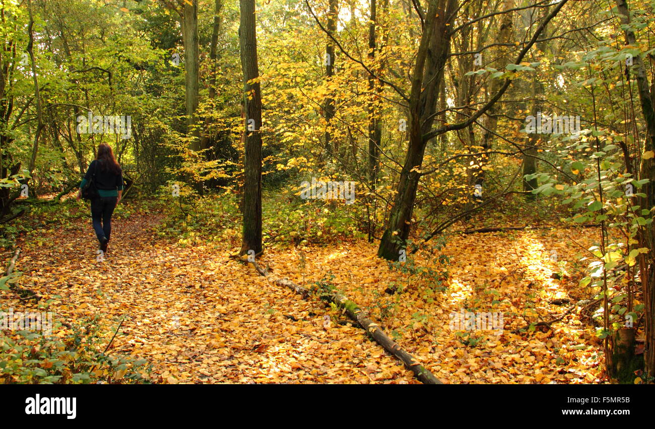 Eine Frau geht über einen Pfad durch den Wald in Stanmore Country Park, in der Nähe von Wood Lane, Stanmore, London, England UK GB - Oktober Stockfoto