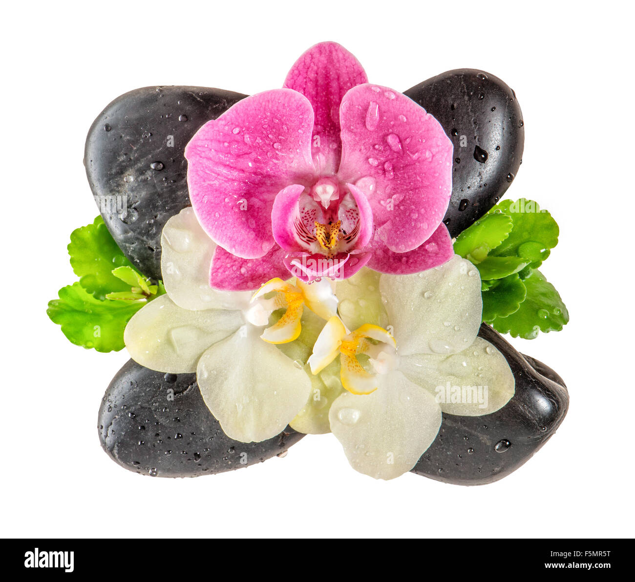 Frische Orchidee Blume mit Wassertropfen und schwarzen Steinen isoliert auf weißem Hintergrund. Spa-Konzept Stockfoto