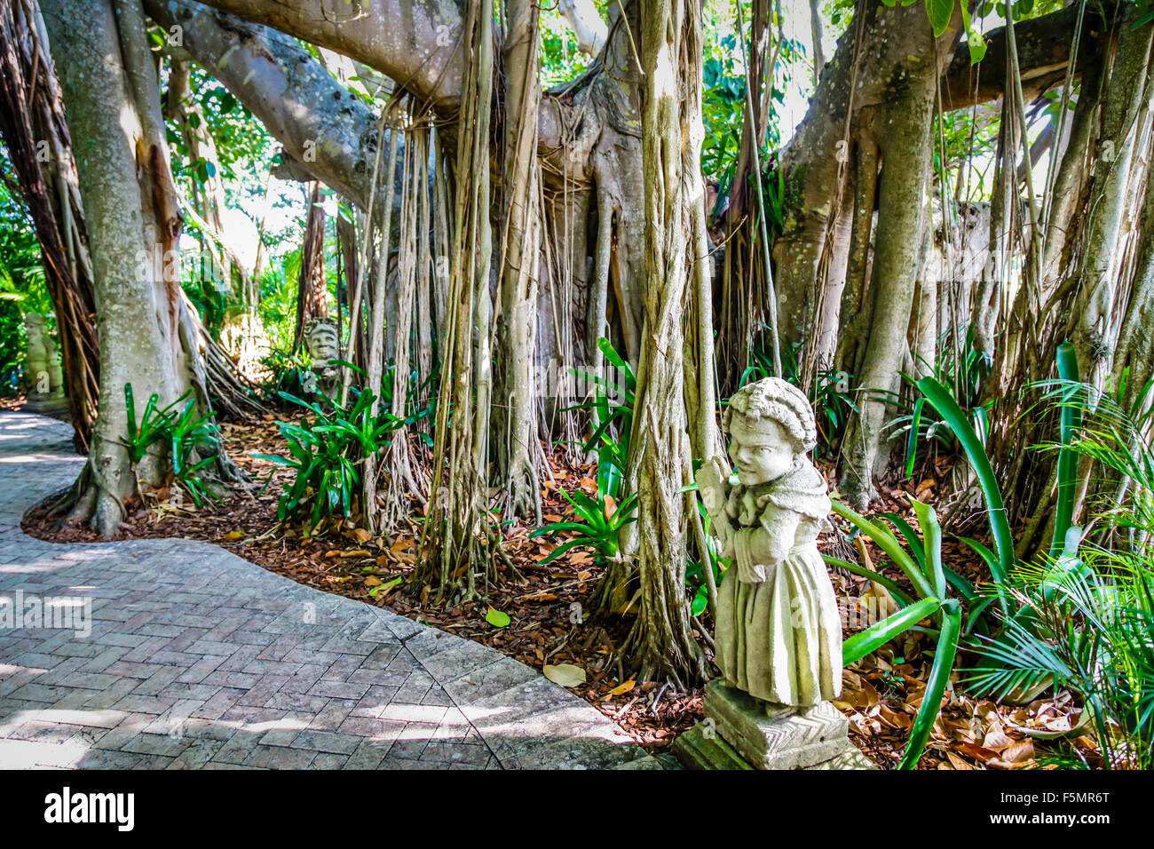 Ein Gartenzwerg zwischen den Banyan-Bäumen im Floridian Garten des Johannes und Mable Ringling des Museum of Art in Sarasota, FL Stockfoto Ein Gartenzwerg zwischen den Banyan-Bäumen im Floridian Garten des Johannes und Mable Ringling des Museum of Art in Sarasota, FL Stockfoto