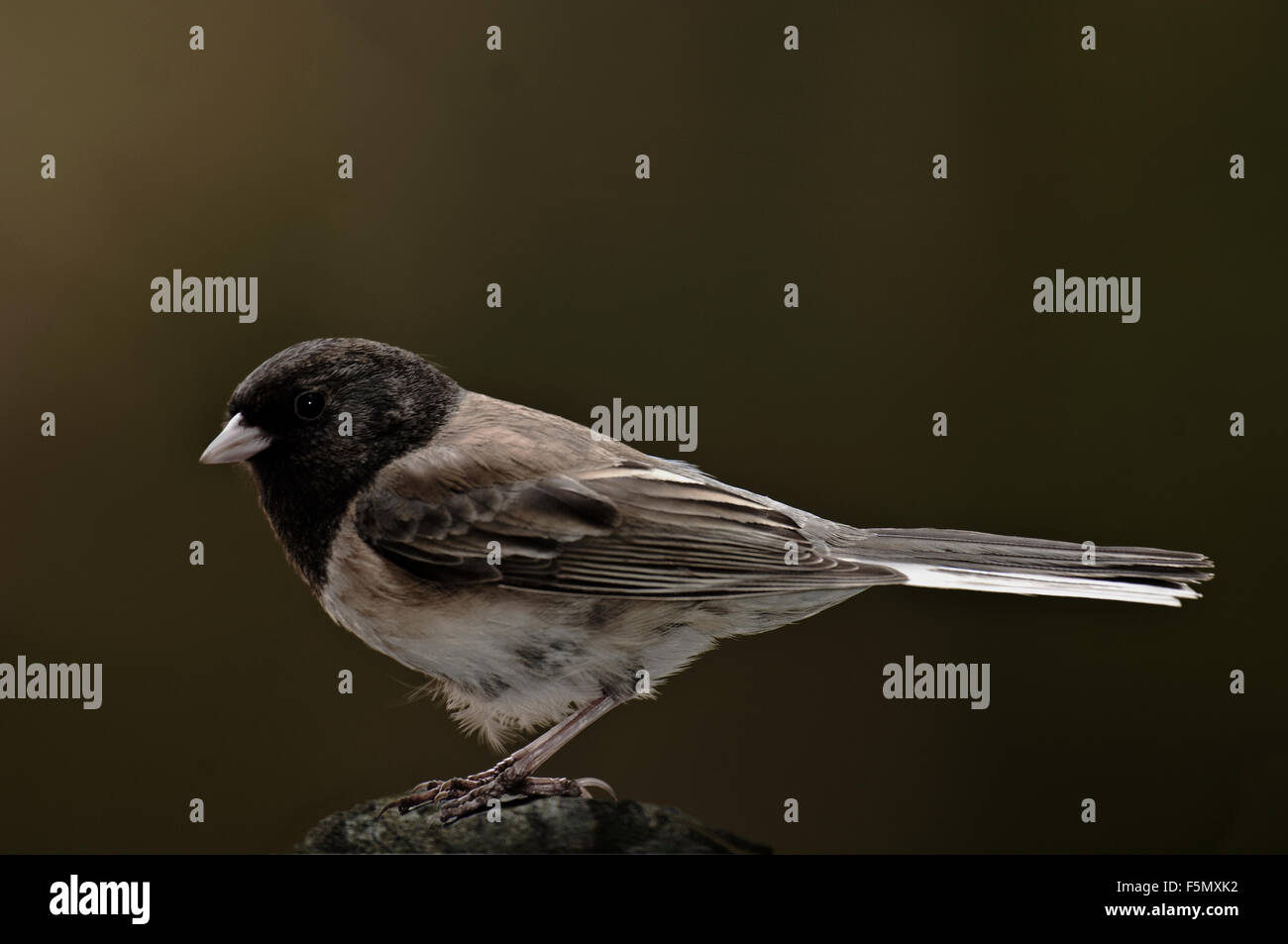 Oregon Junco (Junco Hyemalis) ist eine ganzjährig in der Sierra Foothills of Northern California. Stockfoto