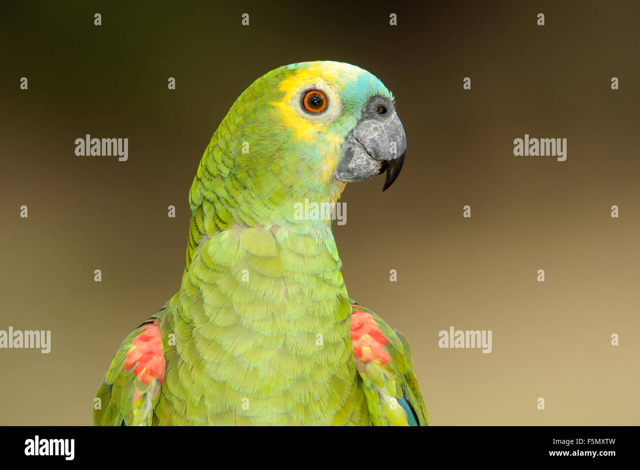 Blau-fronted Amazon Parrot (Amazona Aestiva), das Pantanal, Mato Grosso, Brasilien Stockfoto