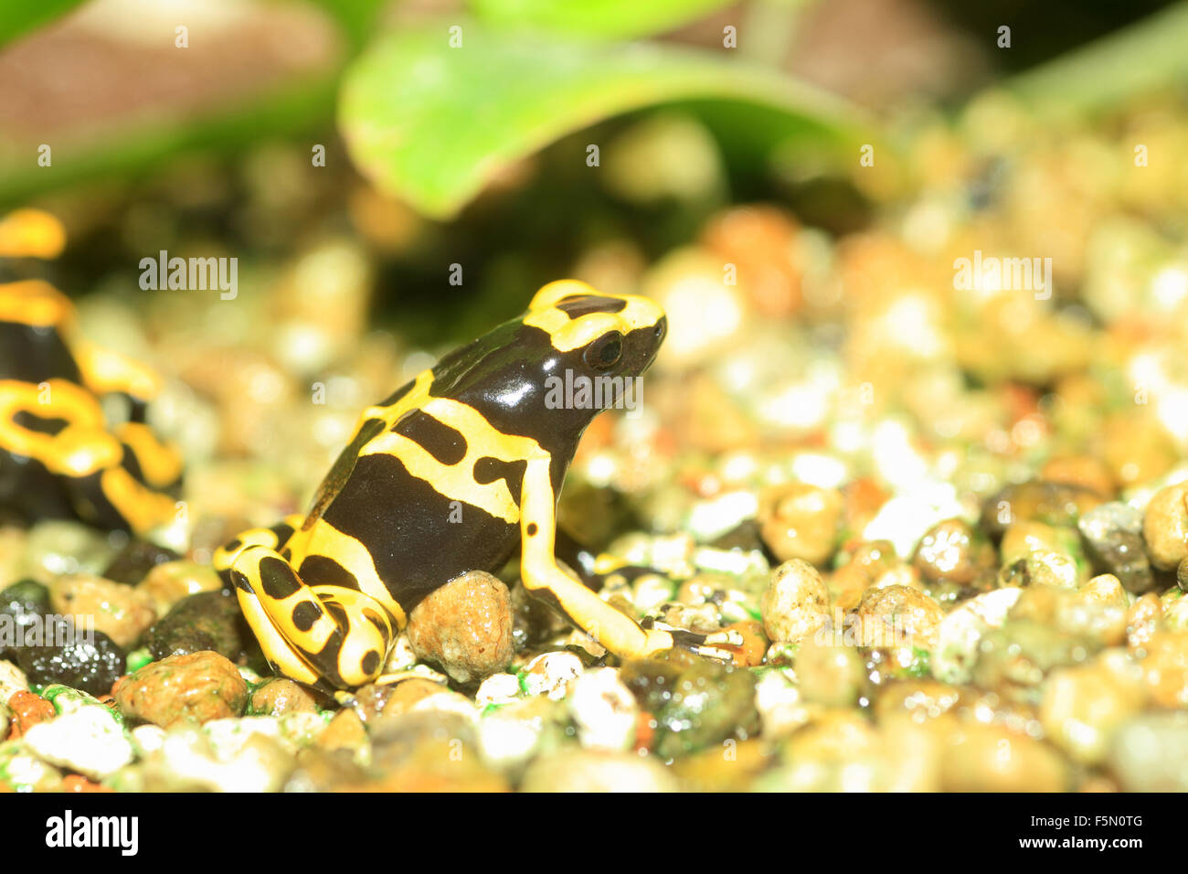 Poison Frosch unter der Leitung von gelb oder gelb-banded Pfeilgiftfrosch (Dendrobates Leucomelas) in Südamerika Stockfoto