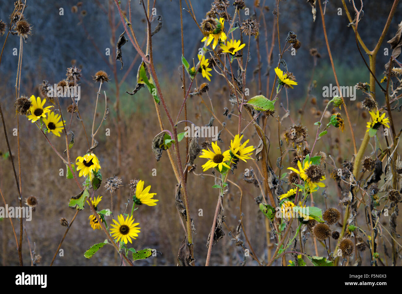 Sonnenblumen (Helianthus SP.), sterben im Herbst.  Rio Grande Bosque in Albuquerque, New Mexico, USA. Stockfoto