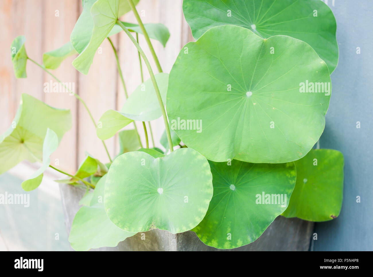 Lotusblätter im Hausgarten, Fotoarchiv Stockfoto