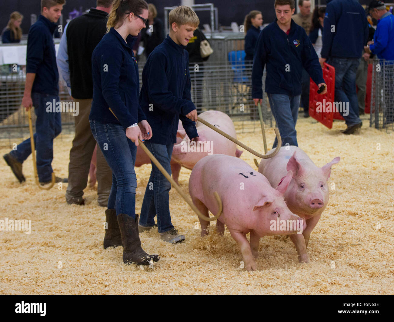 Toronto, Kanada. 6. November 2015. Schweine sind während der 2015 Royal Agricultural Winter Fair in Toronto, Kanada, 6. November 2015 angezeigt. Als eines der größten landwirtschaftlichen Innenausstellungen der Welt startete die zehntägige jährliche Veranstaltung hier am Freitag. Bildnachweis: Zou Zheng/Xinhua/Alamy Live-Nachrichten Stockfoto